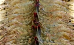 蒜蓉酱如何搭配海鲜做出美味？