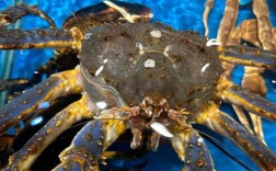 哪些海鲜能生吃？看图识海鲜！