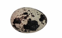 8个月宝宝鹌鹑蛋怎么吃