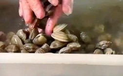 海鲜蚬子怎么快速去沙吐净？