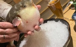 河豚宝宝遇花椒，为何跳起舞？