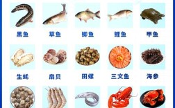 常见海鲜有哪些？看图识海鲜全在这？