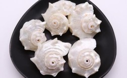 超级小的白色贝壳海鲜是什么？