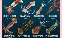 海鲜新鲜鱿鱼怎么做才好吃？