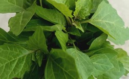 白花菜怎么做？家常做法大全