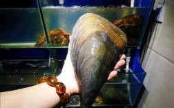 橡皮棒海鲜功效具体有哪些？