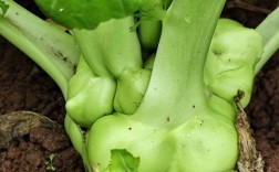 榨菜家常做法有哪些？