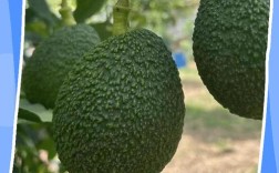 七个月宝宝能吃牛油果吗？怎么吃？