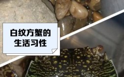 海鲜里的白色方块肉究竟是什么？