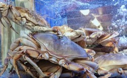 哪些海鲜藏身沙底？