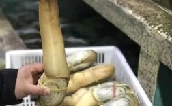 哪种海鲜壮阳效果最好？