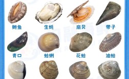 贝类海鲜做法大全有图，哪种最简单美味？
