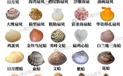 海鲜所有图片及名称大全