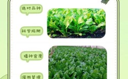 七个月宝宝能吃菠菜吗？怎么吃才安全？