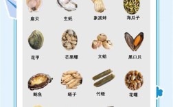 常见贝类海鲜有哪些？