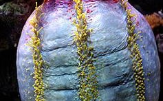 朝鲜海鲜海苹果怎么做？