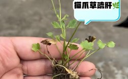 猫爪草怎么做？家常做法有哪些？