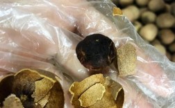 宝宝 吸收不好 桂圆