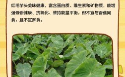 红芋的家常做法大全家常