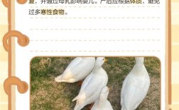 八个月宝宝能吃鸭肉吗？