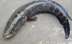 黑鱼算海鲜吗？过敏人群能吃吗？