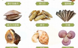 海鲜种类名字大全，有哪些常见与罕见？
