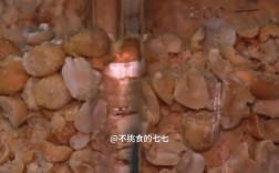 宝宝红枣花生酱怎么做？