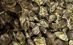 海鲜佛手多少钱？