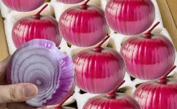 8月宝宝能吃洋葱吗？会不消化吗？