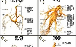 人参为何忌与海鲜同食？