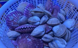 黄色壳的海鲜究竟是什么？
