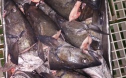 鳕鱼头怎么做好吃？家常做法有哪些？