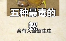 哪些海鲜螺类有毒？附图片识别