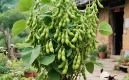 一岁多宝宝能吃毛豆吗？