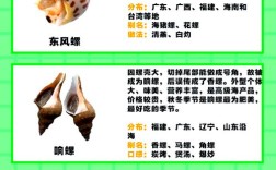 怎么辨别螺类海鲜死活