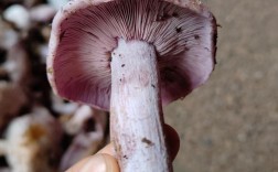 紫菇家常做法有哪些？