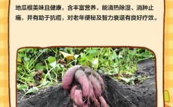 红薯根怎么做？家常做法有哪些？