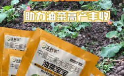 8月宝宝能吃油菜吗？怎么吃？