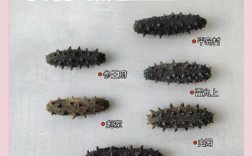 干海参的家常做法14款