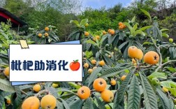 枇杷海鲜同食会中毒吗？