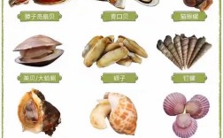 单个海鲜贝壳叫什么？