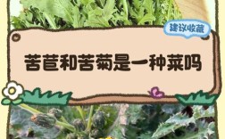 宝宝辅食能吃苦菊吗？