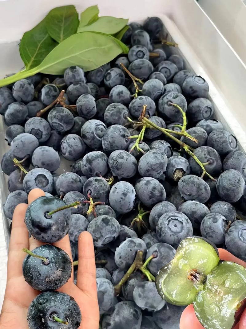 10月宝宝能吃蓝莓吗?怎么吃才安全?-图2 10月宝宝能吃蓝莓吗?怎么吃才安全?-图2