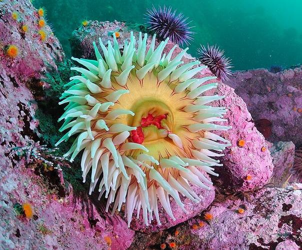 朝鲜海鲜海苹果怎么做？-图3