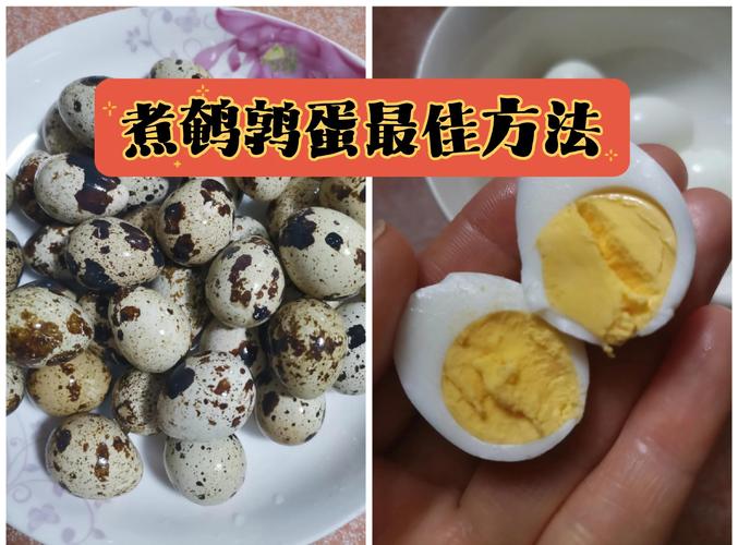 八个月宝宝可以吃鹌鹑蛋吗-图2