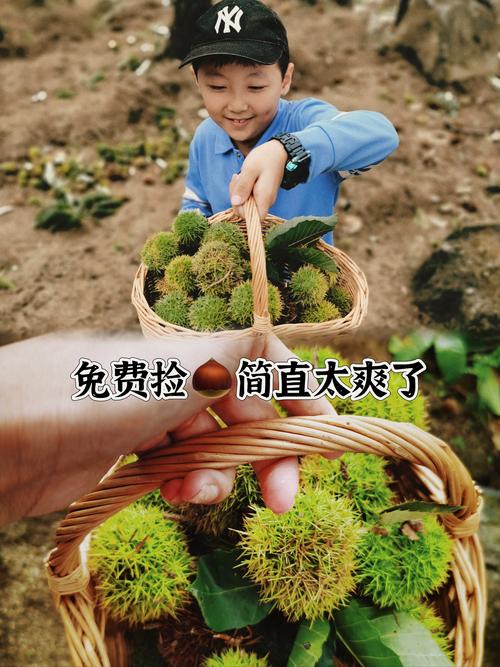 11月宝宝能吃板栗吗?会过敏或难消化吗?-图1 11月宝宝能吃板栗吗?会过敏或难消化吗?-图1