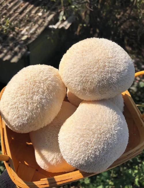 家常猴头菇的做法大全家常-图2 家常猴头菇的做法大全家常-图2