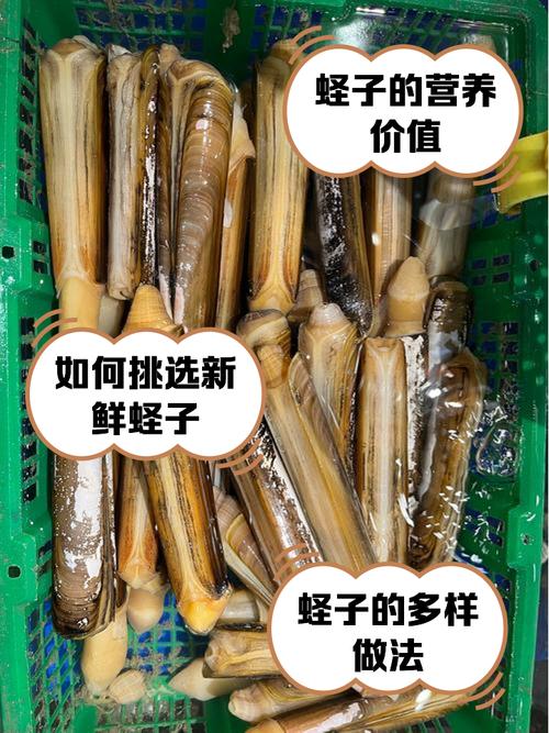 竹蛏子冷藏还是冷冻更保鲜?-图2 竹蛏子冷藏还是冷冻更保鲜?-图2