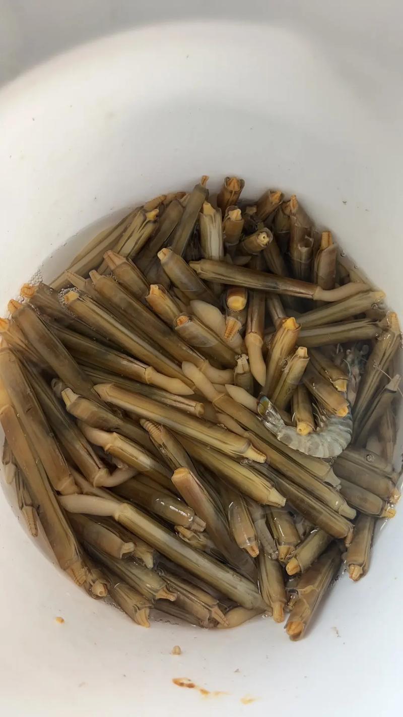 竹蛏子冷藏还是冷冻更保鲜?-图3 竹蛏子冷藏还是冷冻更保鲜?-图3