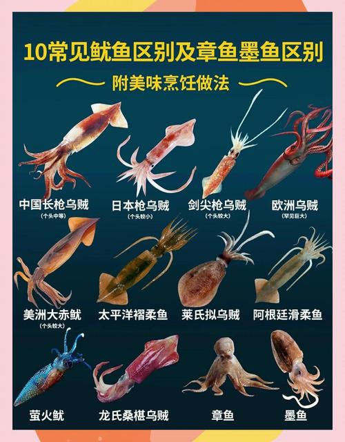 海鲜新鲜鱿鱼怎么做才好吃？-图1